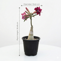 Adenium Rosy – AS.A466