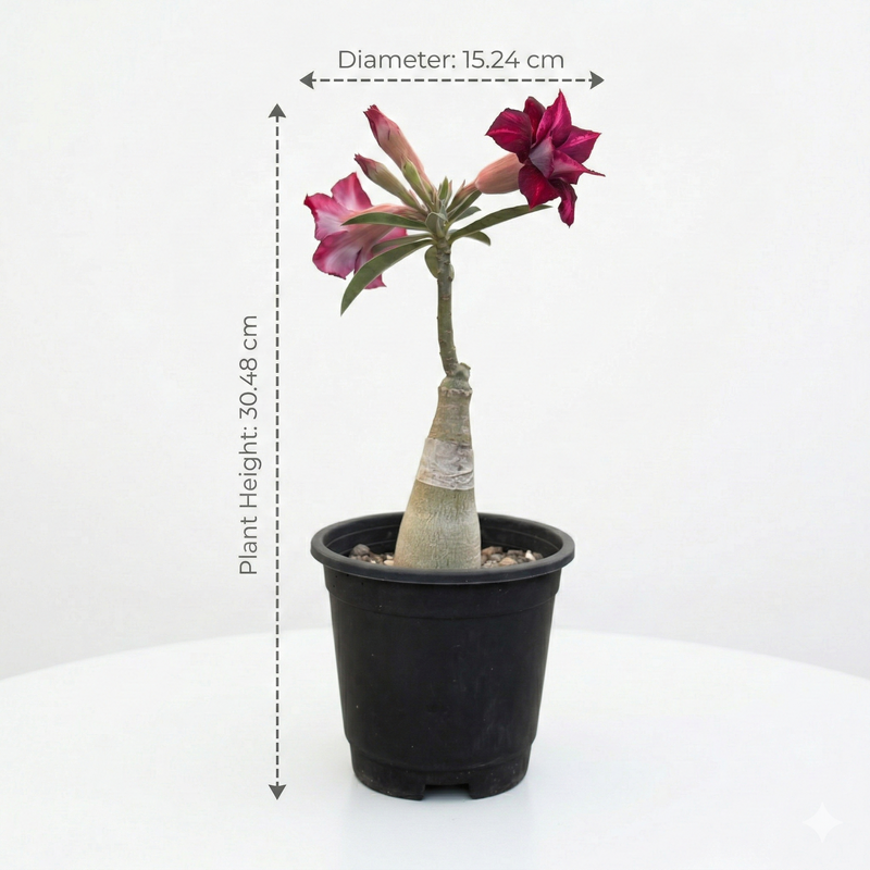 Adenium Rosy – AS.A466