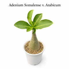 Adenium Somalense v. arabicum