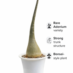 Adenium Somalense v. arabicum
