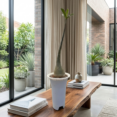 Adenium Somalense v. arabicum