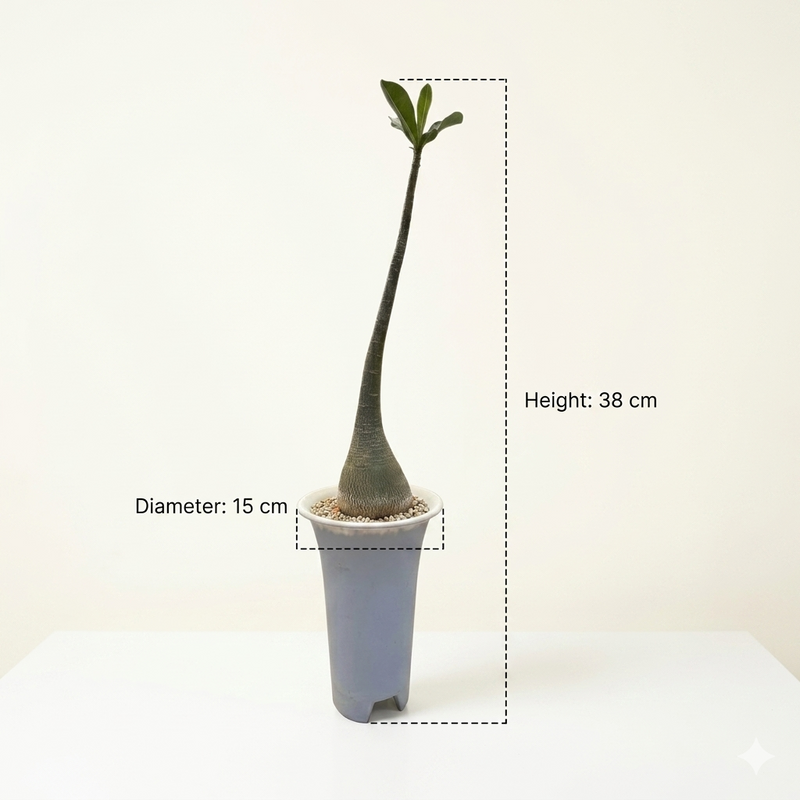Adenium Somalense v. arabicum