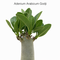 Adenium arebicum godji