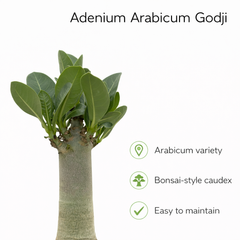 Adenium arebicum godji