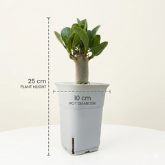 Adenium arebicum godji