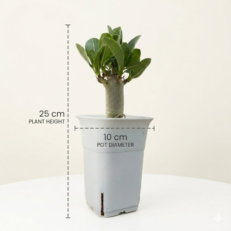 Adenium arebicum godji