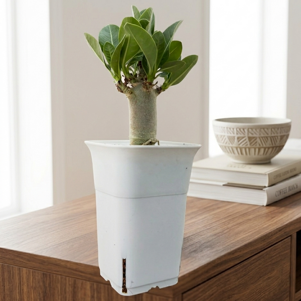 Adenium arebicum godji