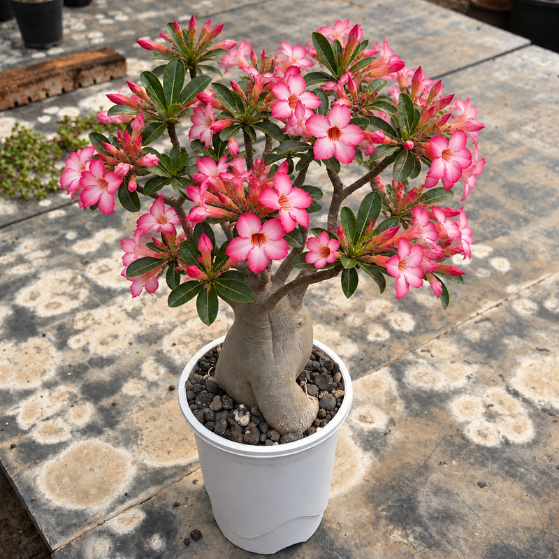 Adenium Arabicum PMW