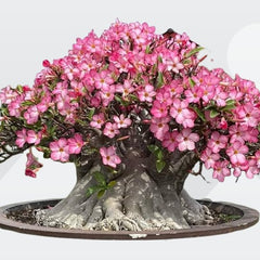 Adenium Arabicum Saudi Yack desert rose caudex live plant
