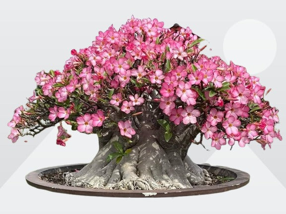Adenium Arabicum Saudi Yack desert rose caudex live plant
