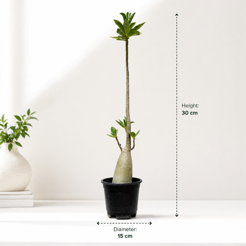 Adenium arabicum yak saudi