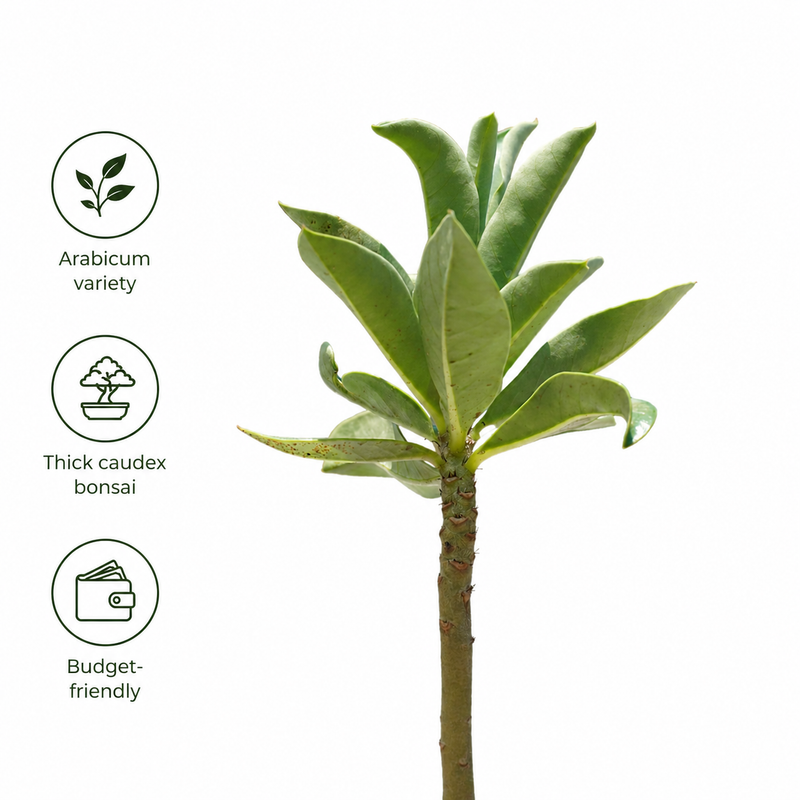 Adenium arabicum yak saudi