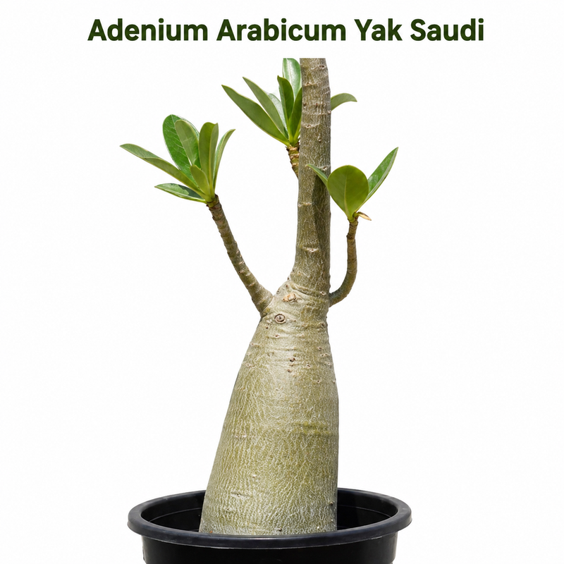 Adenium arabicum yak saudi