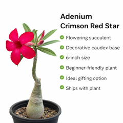 Adenium Crimson Red Star