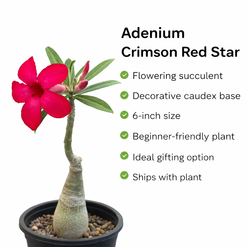 Adenium Crimson Red Star
