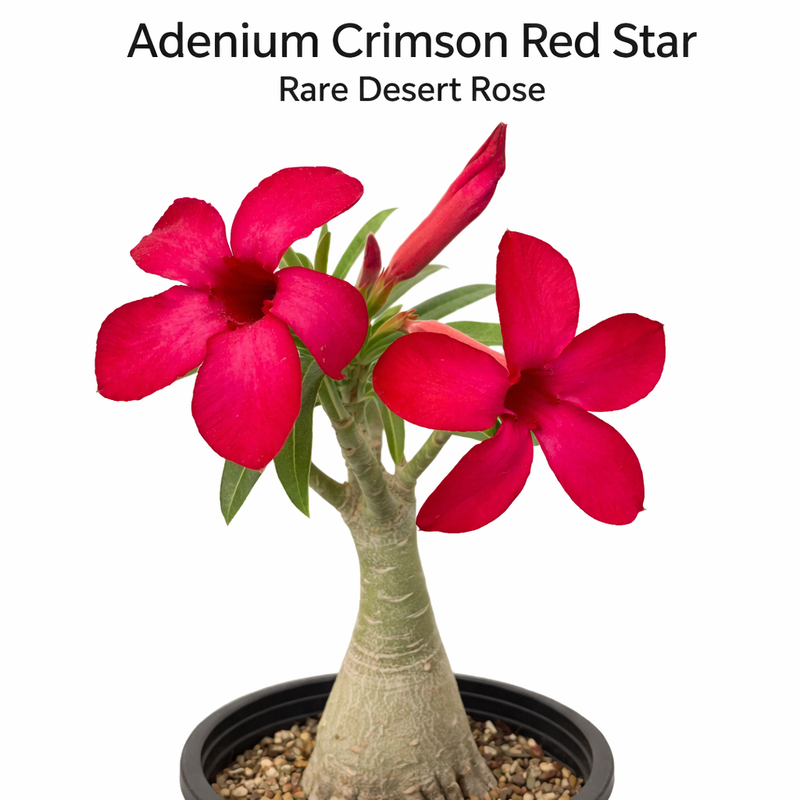 Adenium Crimson Red Star