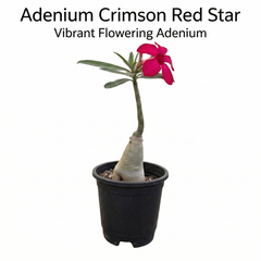 Adenium Crimson Red Star