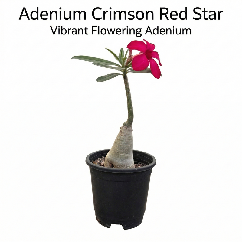 Adenium Crimson Red Star