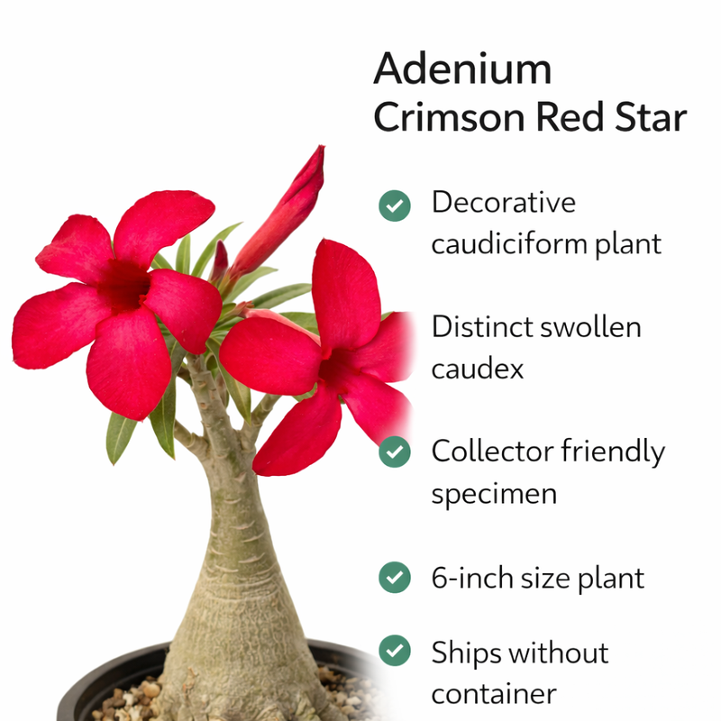 Adenium Crimson Red Star