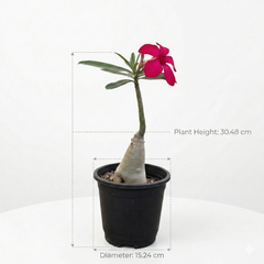 Adenium Crimson Red Star