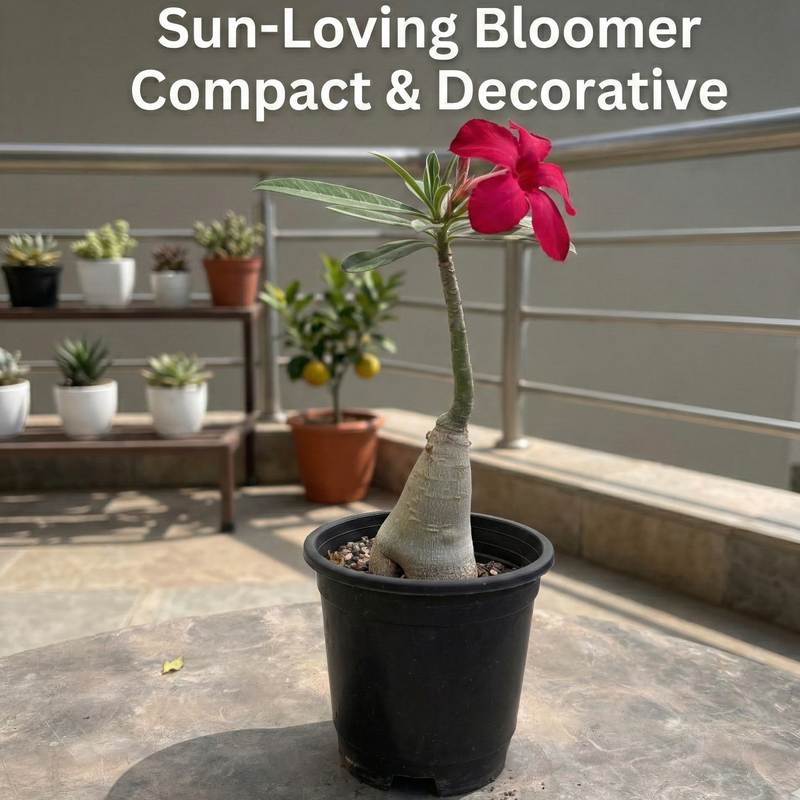 Adenium Crimson Red Star