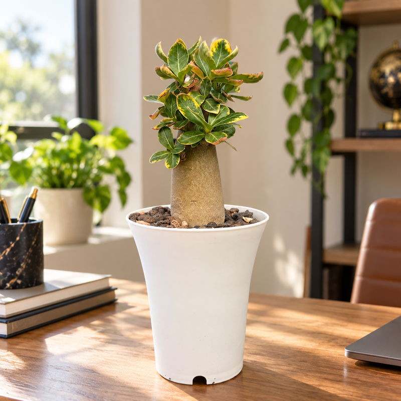 Adenium arabicum – Thai Socotranum Variegated