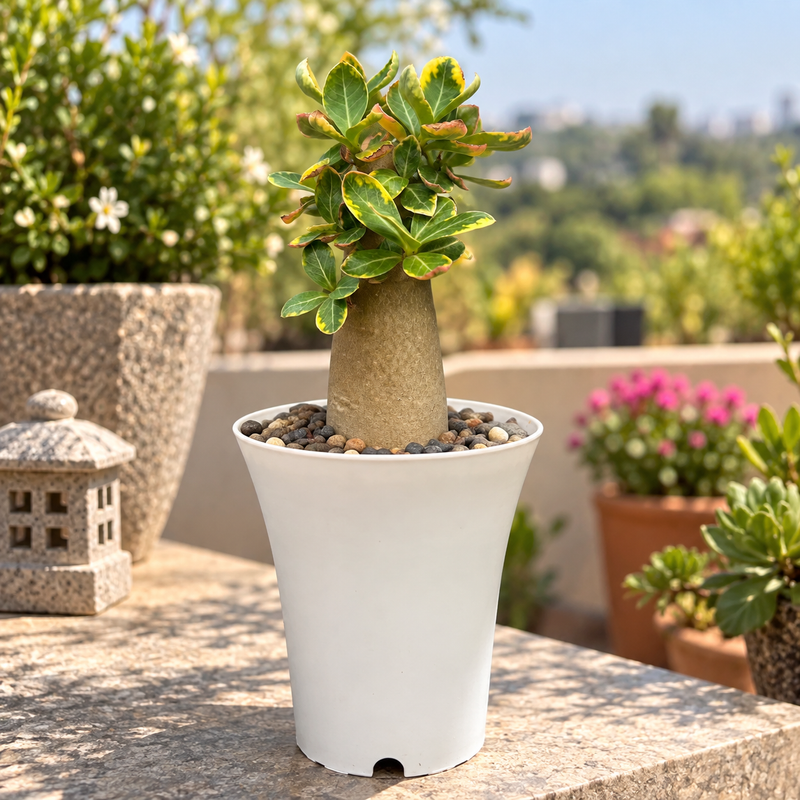 Adenium arabicum – Thai Socotranum Variegated