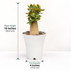 Adenium arabicum – Thai Socotranum Variegated