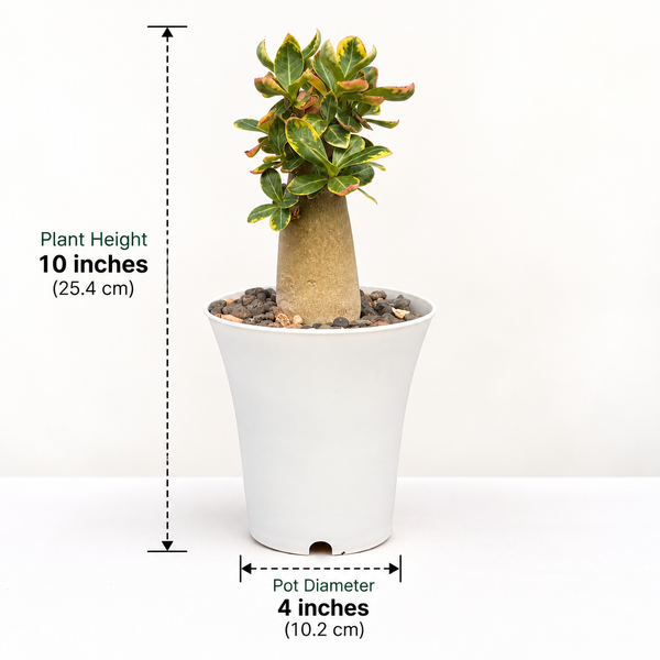 Adenium arabicum – Thai Socotranum Variegated