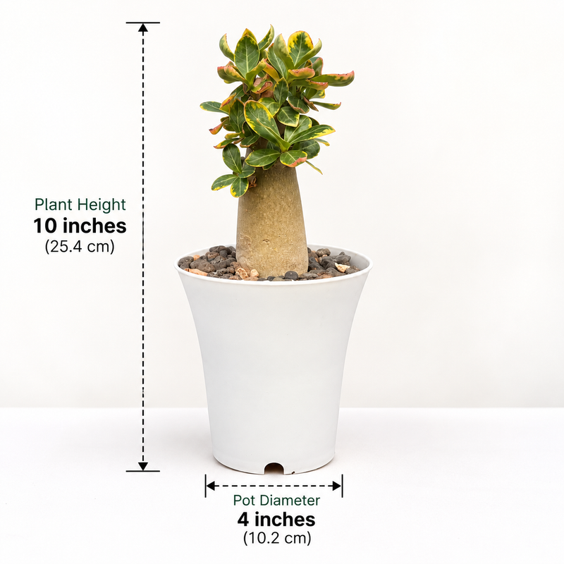 Adenium arabicum – Thai Socotranum Variegated