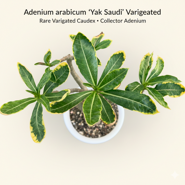 Adenium arabicum yak saudi verigated