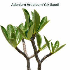 Adenium arabicum yak saudi