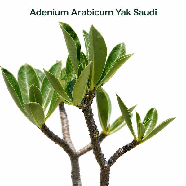 Adenium arabicum yak saudi