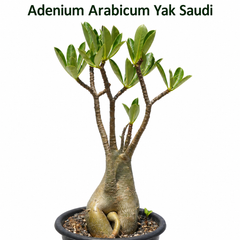 Adenium arabicum yak saudi