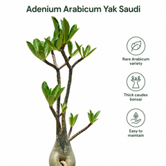 Adenium arabicum yak saudi