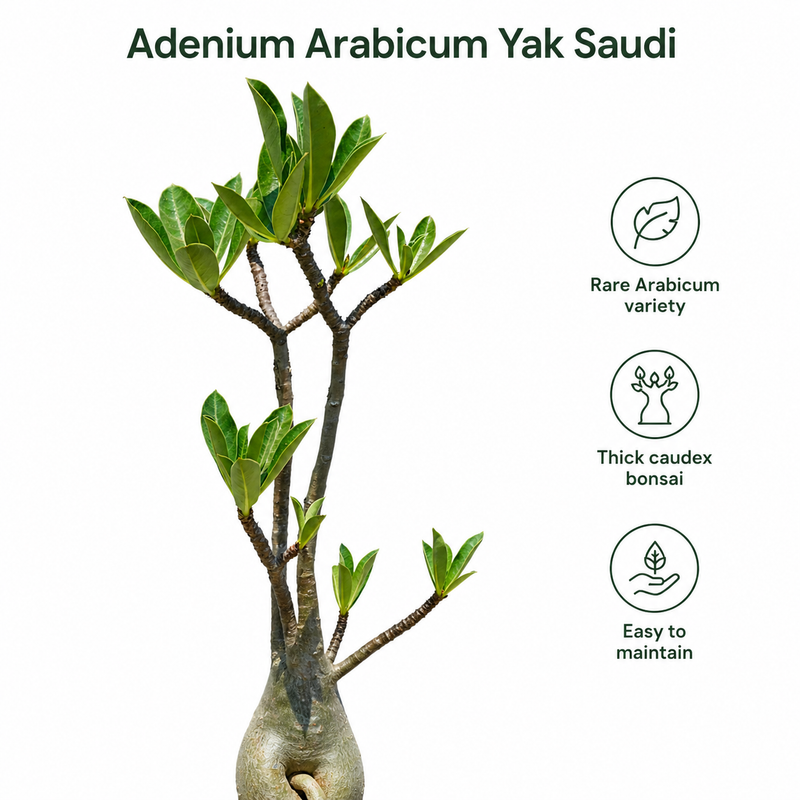 Adenium arabicum yak saudi