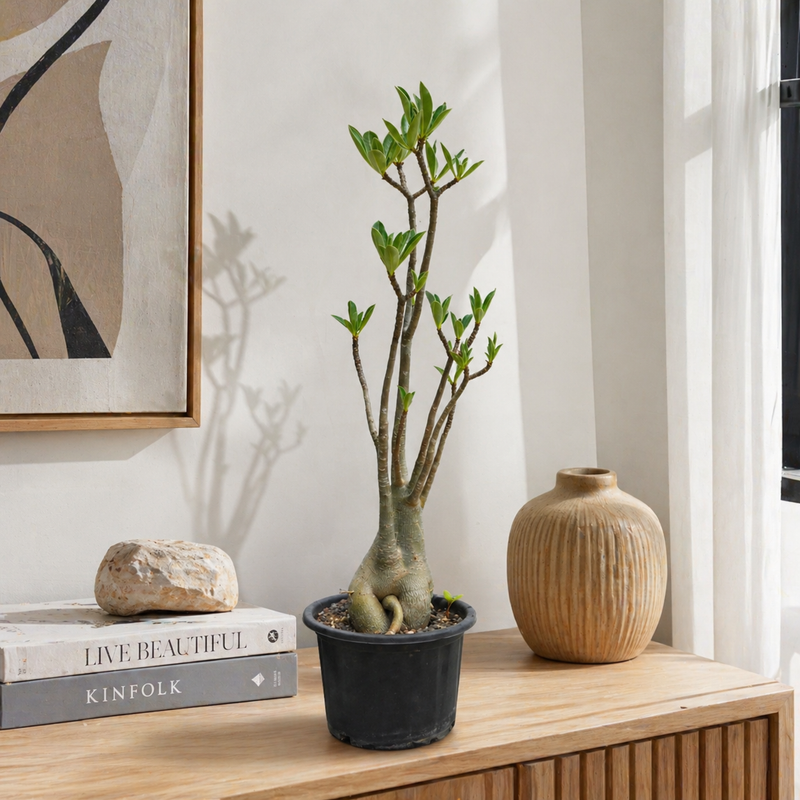 Adenium arabicum yak saudi
