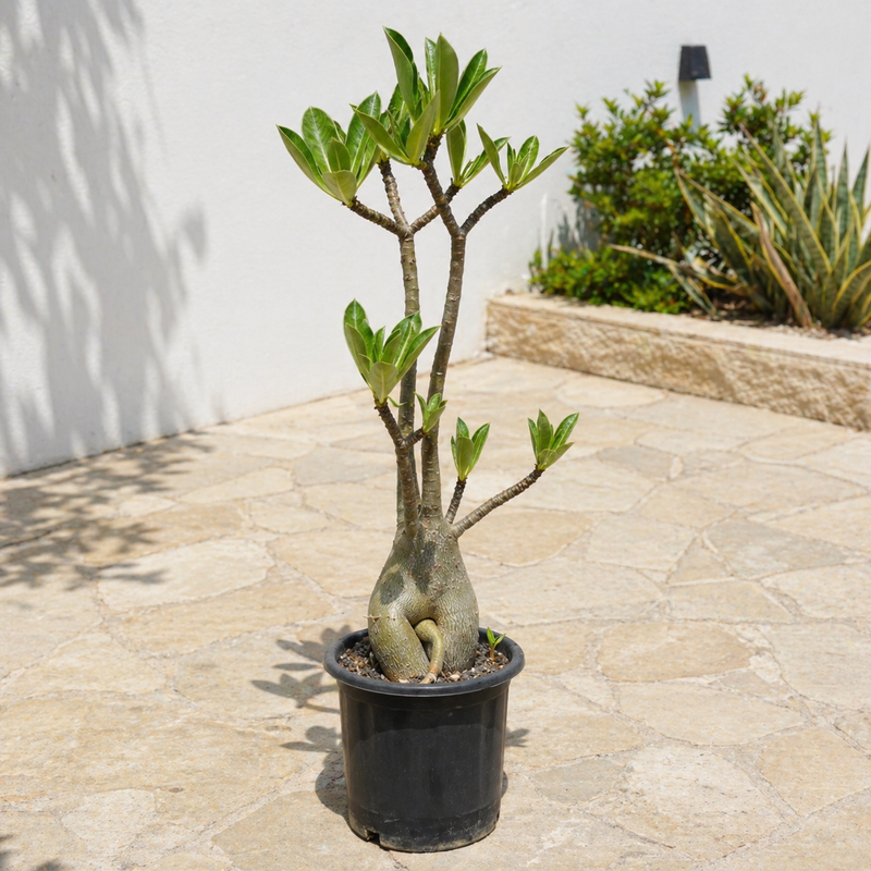Adenium arabicum yak saudi