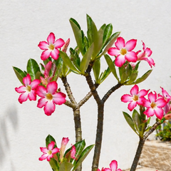 Adenium arabicum yak saudi