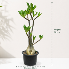 Adenium arabicum yak saudi
