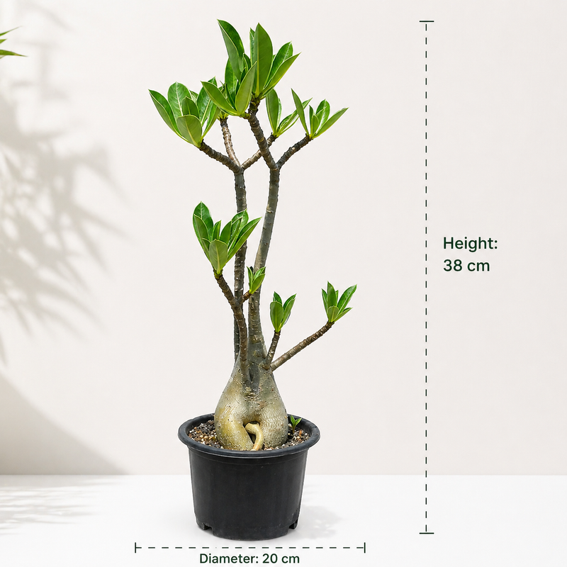 Adenium arabicum yak saudi