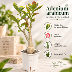 Adenium arabicum yak saudi verigated