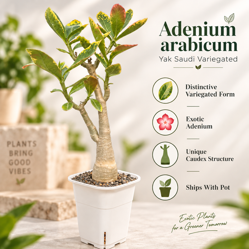 Adenium arabicum yak saudi verigated