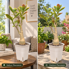Adenium arabicum yak saudi verigated