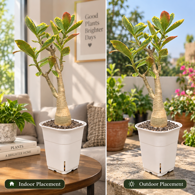 Adenium arabicum yak saudi verigated