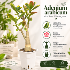 Adenium arabicum yak saudi verigated