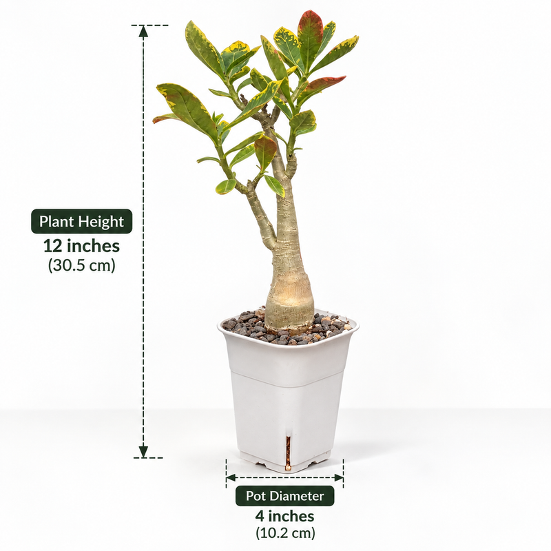 Adenium arabicum yak saudi verigated