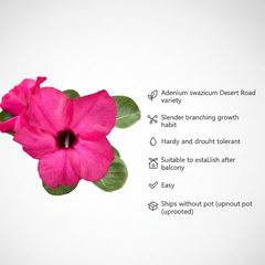 Adenium swazicum Desert rose