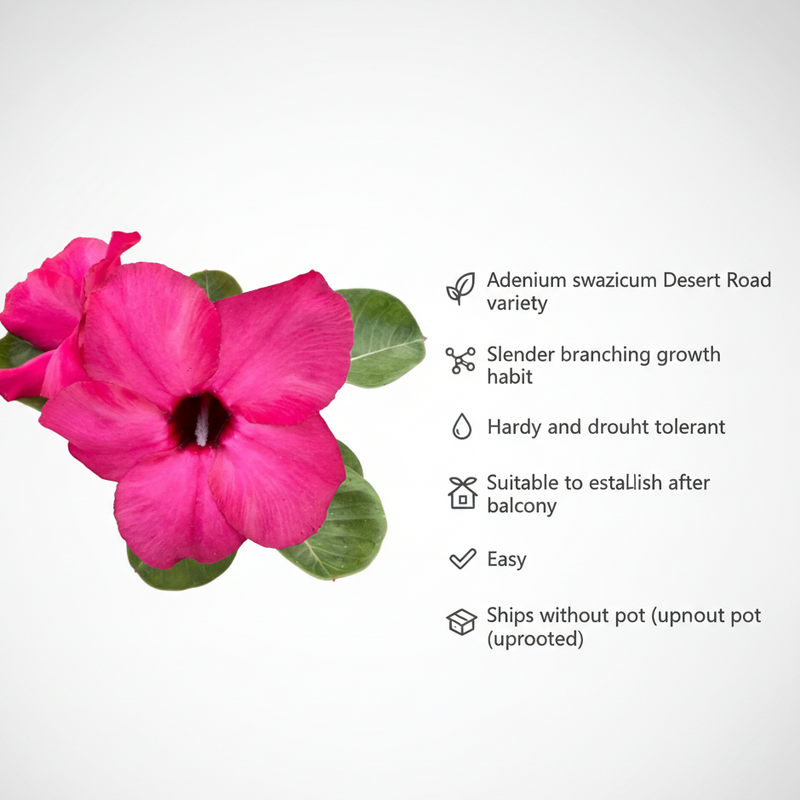 Adenium swazicum Desert rose