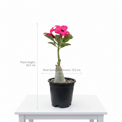 Adenium swazicum Desert rose